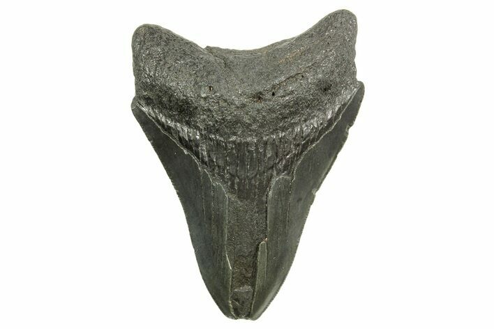 Bargain, Fossil Megalodon Tooth - Serrated Blade #374717